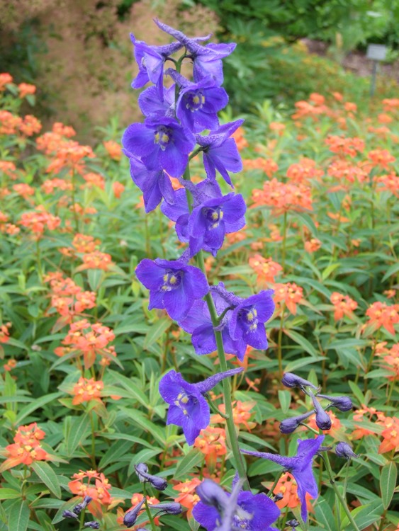 DELPHINIUM BELLADONNA ATLANTIS