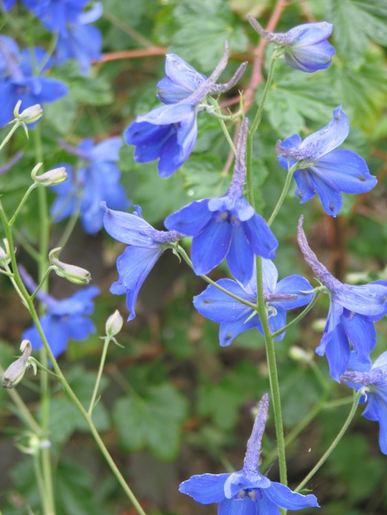 DELPHINIUM VÖLKERFRIEDEN