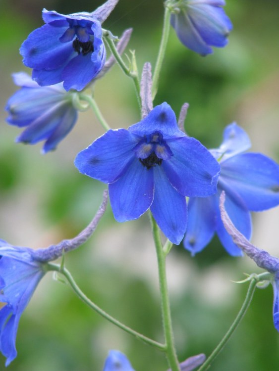 DELPHINIUM VÖLKERFRIEDEN