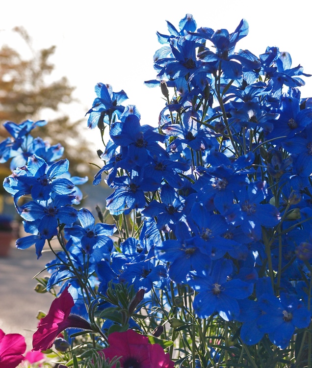 DELPHINIUM GRANDIFLORUM