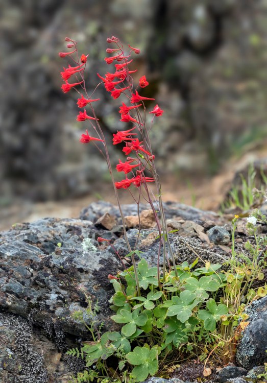 DELPHINIUM NUDICAULE