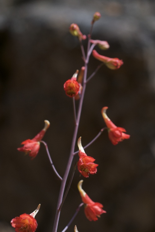 DELPHINIUM NUDICAULE