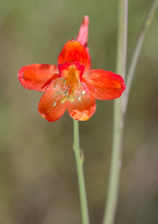 DELPHINIUM NUDICAULE