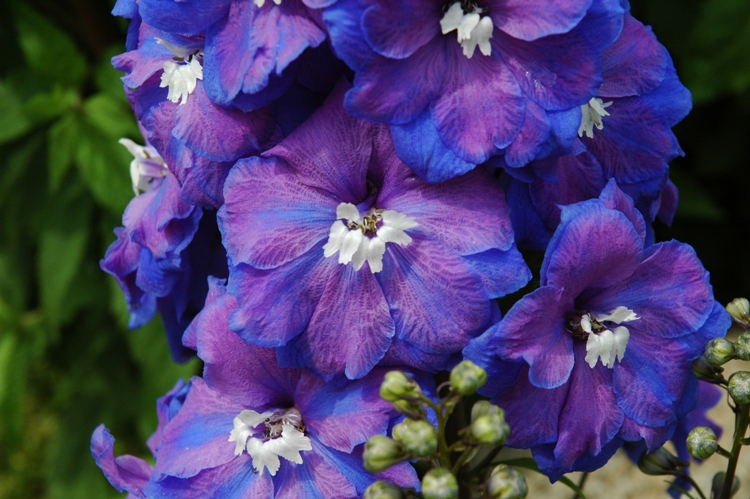 DELPHINIUM PAC. MAGIC F. DUNKELBLAU-SCHW
