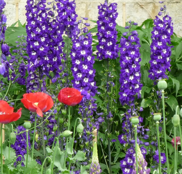DELPHINIUM PAC. MAGIC F. DUNKELBLAU-WEIS