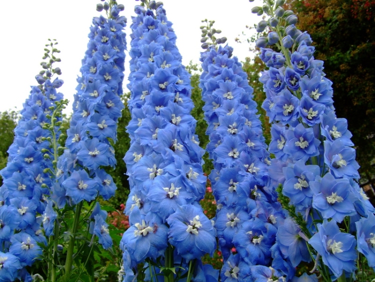 DELPHINIUM PAC. MAGIC F. HIMMELBLAU