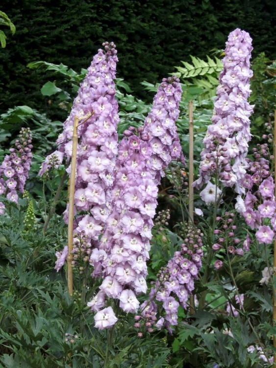 DELPHINIUM PAC. MAGIC F. KIRSCHBLÜTE