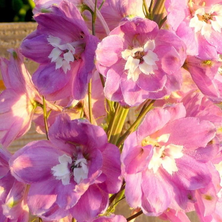 DELPHINIUM PAC. MAGIC F. LILIAC ROSE