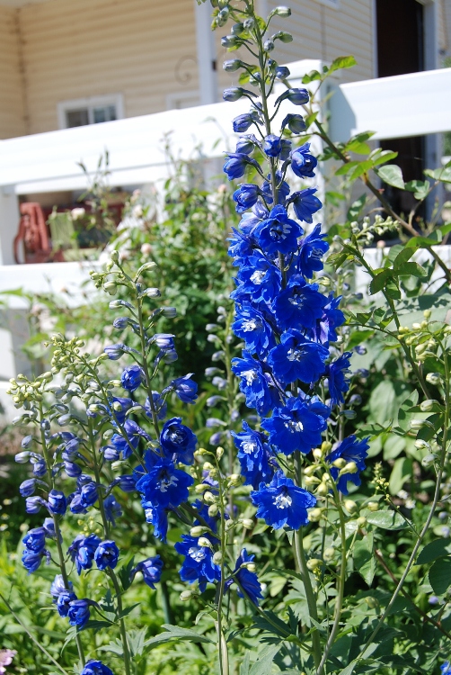 DELPHINIUM PAC. MAGIC F. MITTELBLAU