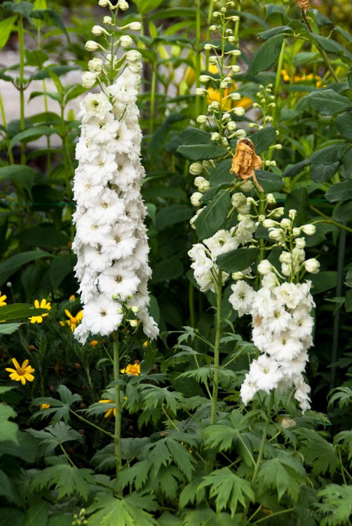 DELPHINIUM PACIFIC GALAHAD