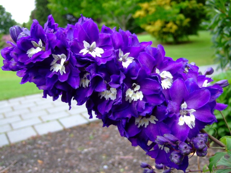DELPHINIUM PACIFIC KING ARTHUR