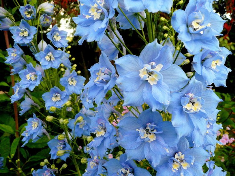 DELPHINIUM PACIFIC SUMMER SKIES