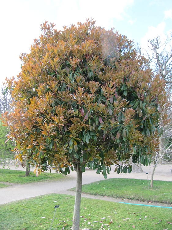 PHOTINIA X FRASERI RED ROBIN ALBERELLLO