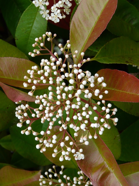 PHOTINIA X FRASERI RED ROBIN ALBERELLLO