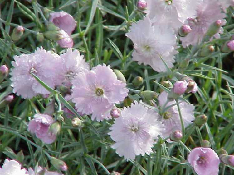 DIANTHUS GRATIANOPOLITANUS STÄFA
