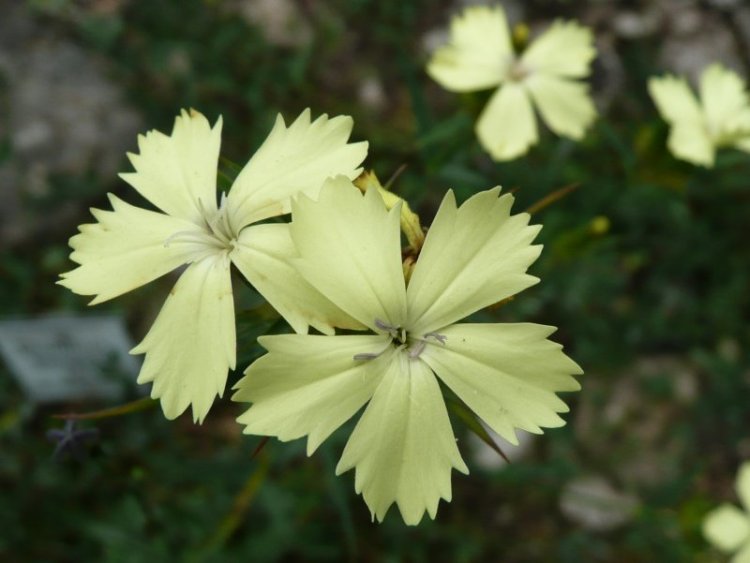 DIANTHUS KNAPPII
