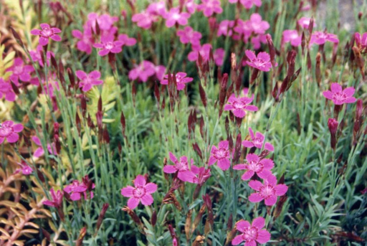 DIANTHUS MYRTINERVIUS