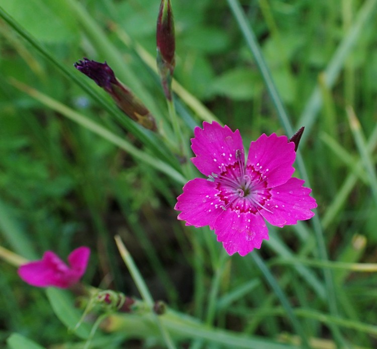 DIANTHUS MYRTINERVIUS