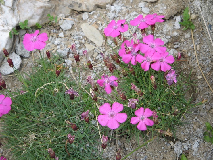 DIANTHUS PAVONIUS