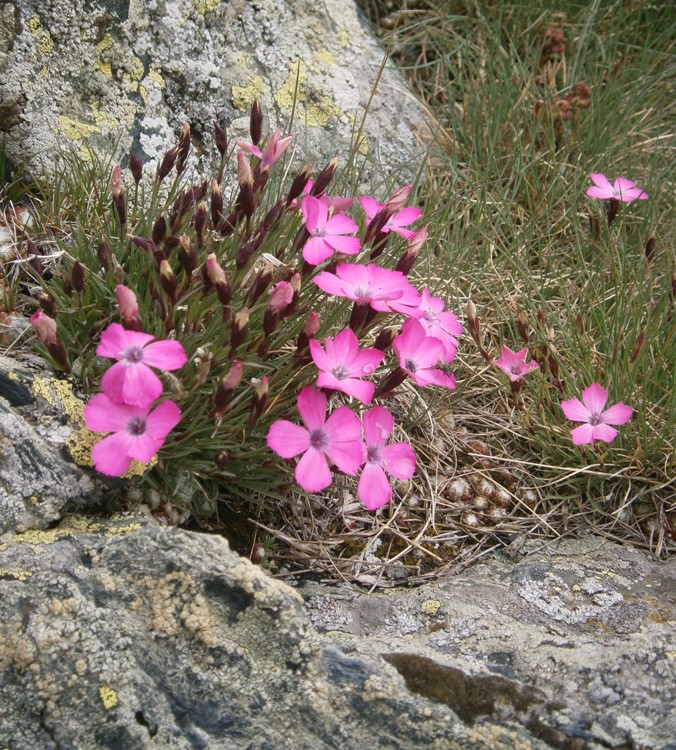 DIANTHUS PAVONIUS