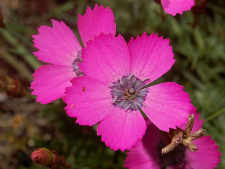 DIANTHUS PAVONIUS