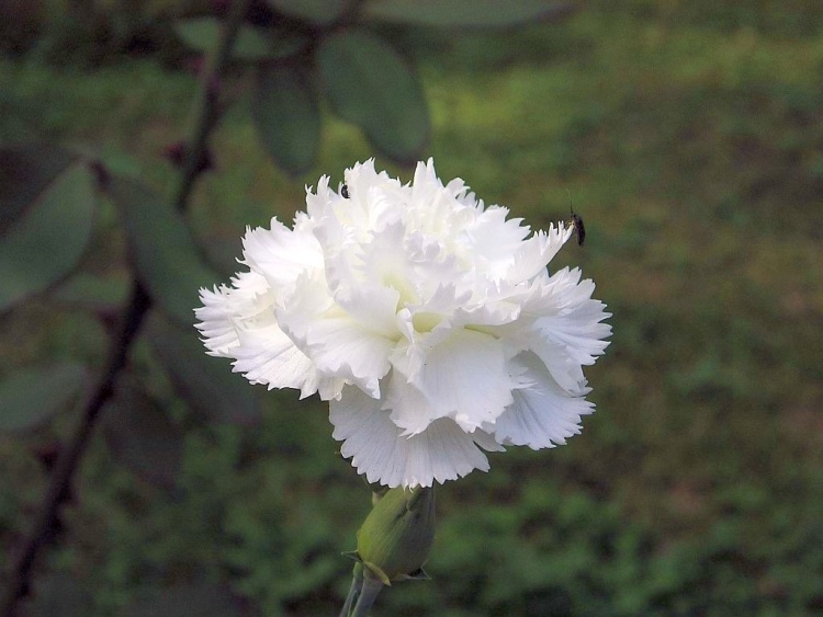 DIANTHUS PLUMARIUS HAYTOR