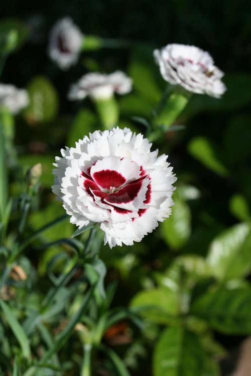 DIANTHUS PLUMARIUS INE