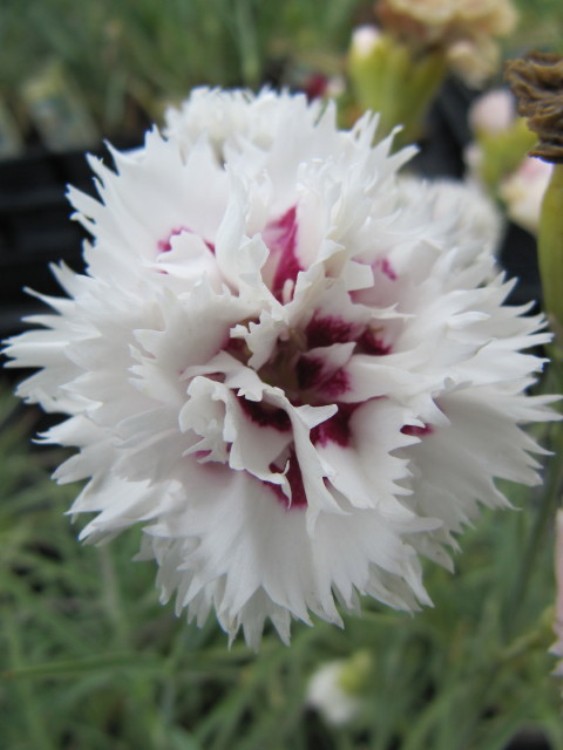 DIANTHUS PLUMARIUS INE