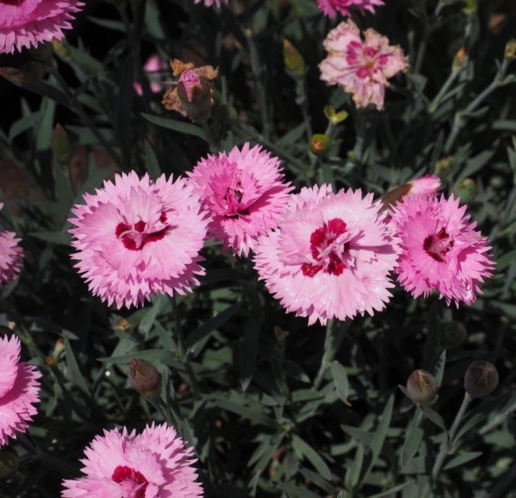 DIANTHUS PLUMARIUS MAGGIE