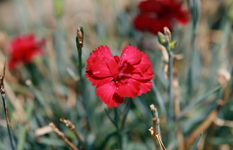 DIANTHUS PLUMARIUS MUNOT