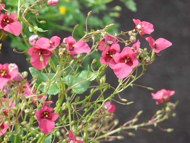 DIASCIA CORDATA RUBY FIELD