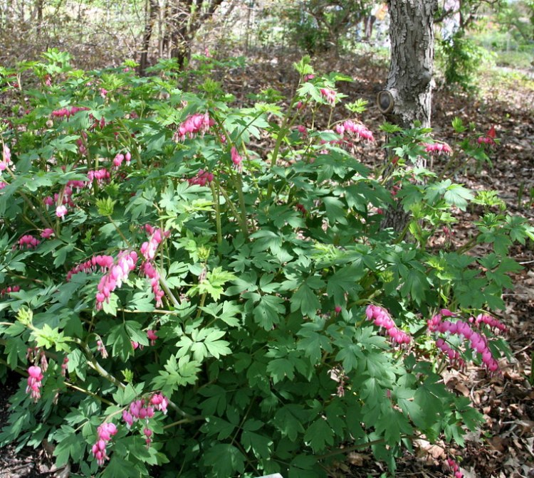 DICENTRA SPECTABILIS