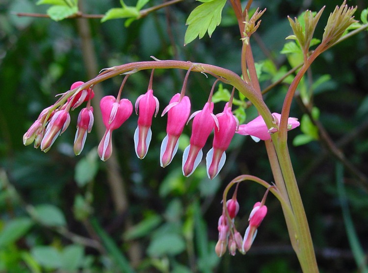 DICENTRA SPECTABILIS