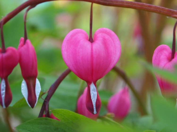 DICENTRA SPECTABILIS