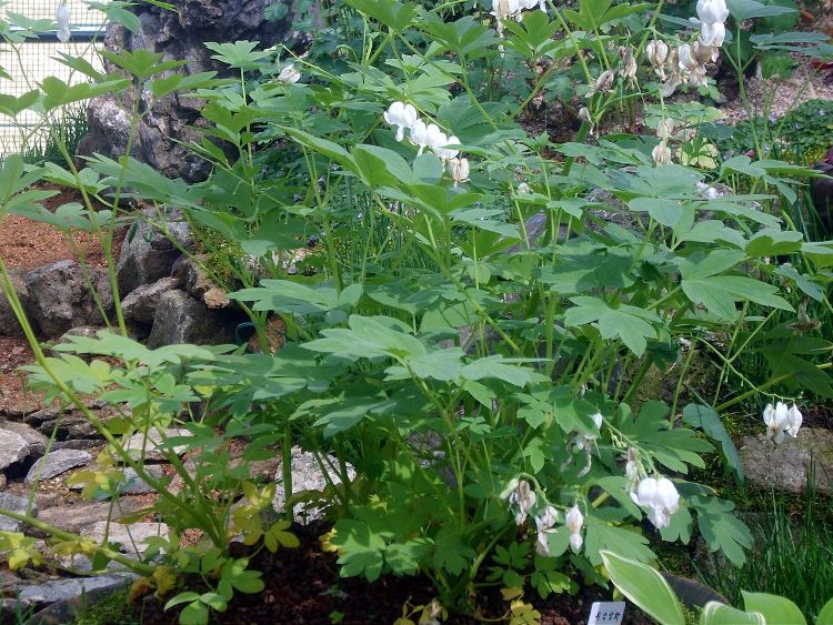 DICENTRA SPECTABILIS ALBA
