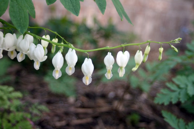 DICENTRA SPECTABILIS ALBA