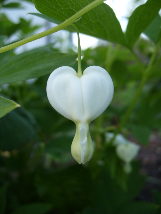 DICENTRA SPECTABILIS ALBA