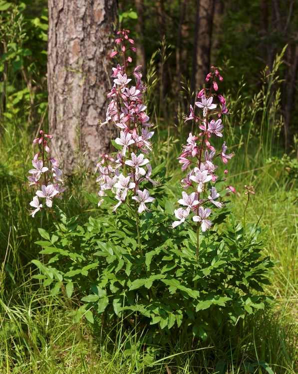 DICTAMNUS FRAXINELLA (ALBUS)