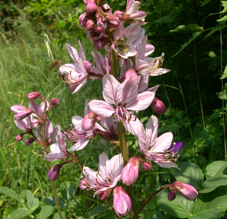 DICTAMNUS FRAXINELLA (ALBUS)