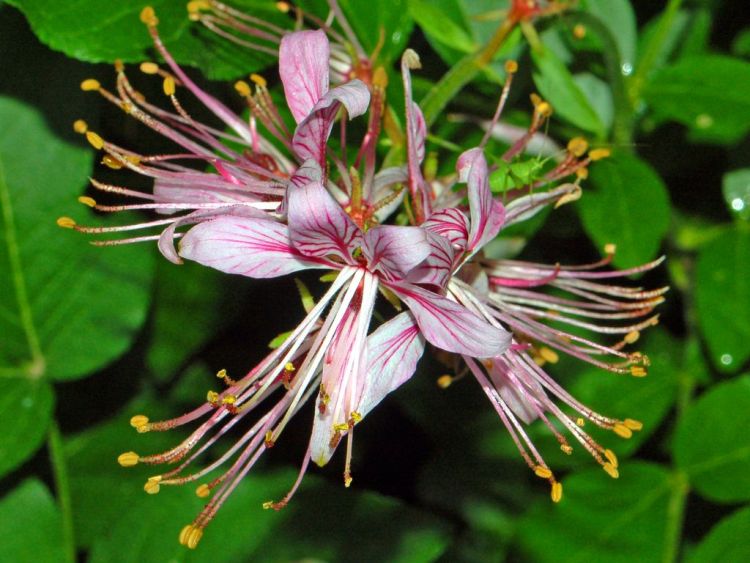 DICTAMNUS FRAXINELLA (ALBUS)
