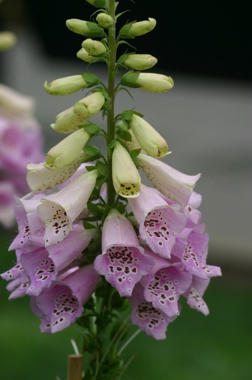 DIGITALIS PURPUREA CHAMELOT