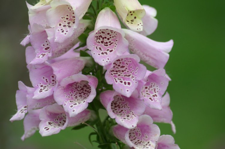 DIGITALIS PURPUREA CHAMELOT