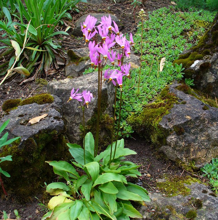 DODECATHEON MEADIA