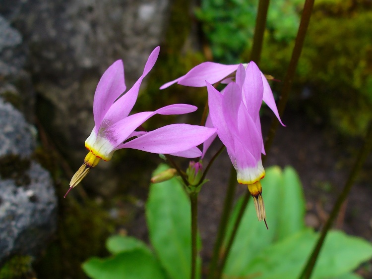 DODECATHEON MEADIA