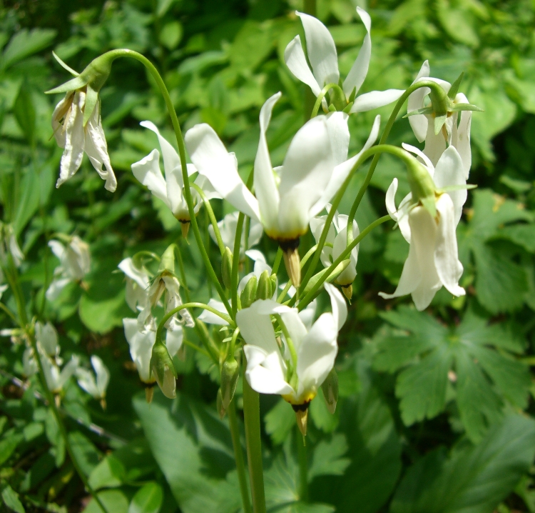 DODECATHEON MEADIA