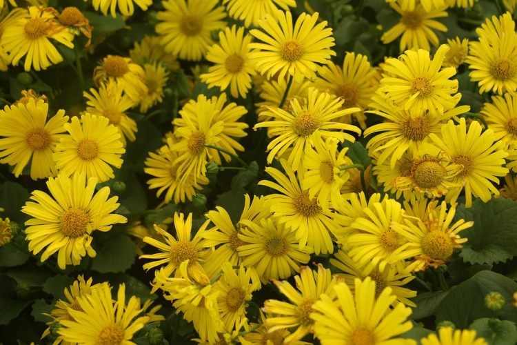 DORONICUM CAUCASICUM MAGNIFICUM