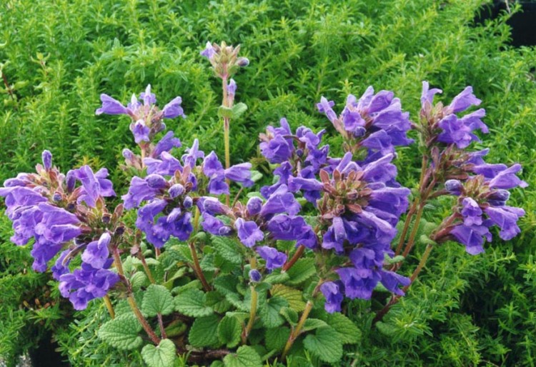 DRACOCEPHALUM GRANDIFLORUM