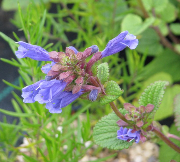 DRACOCEPHALUM GRANDIFLORUM