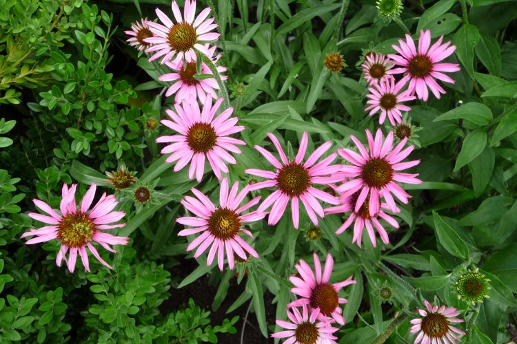 ECHINACEA ANGUSTIFOLIA