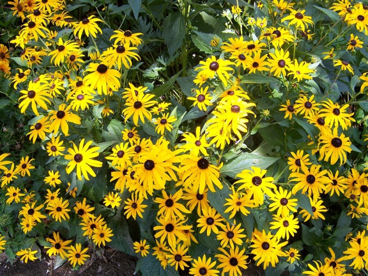 ECHINACEA PARADOXA
